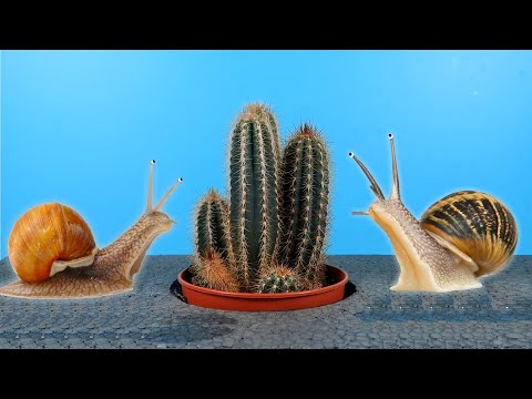 Видео: СМОГУТ ЛИ УЛИТКИ СЬЕСТЬ КОЛЮЧИЙ КАКТУС?