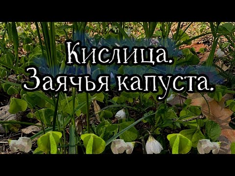 Видео: Кислица. Заячья капуста.