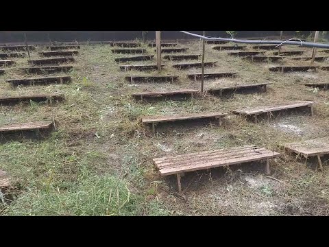 Видео: Улитки muller и maxima первые ошибки.