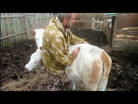Видео: Телёнок вздулся/Танцы с бубнами почти два дня/Что в итоге помогло.
