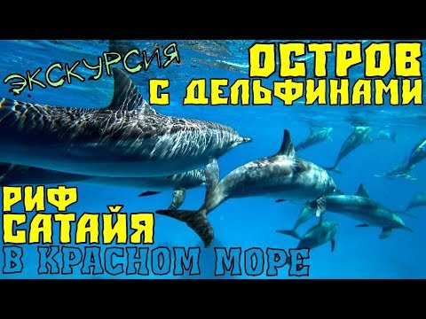 Видео: Плаваем с дикими дельфинами в Красном море / Марса Алам / Риф Сатайя