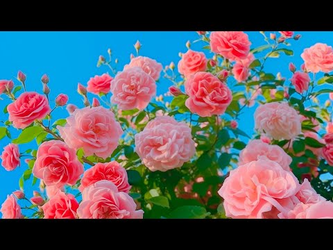 Видео: Музыка для осознанности🌿Музыка при нервных расстройствах, сильной усталости, депрессии, музыке вн...