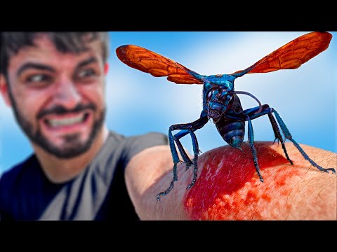 Видео: Она сделала мне ДЫРУ!!! ОСА-ОХОТНИК ЗА ТАРАНТУЛАМИ - Худшие укусы #14