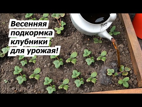 Видео: Первая и очень важная подкормка клубники весной!