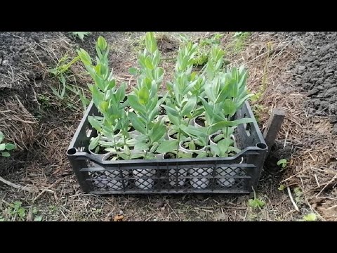 Видео: ЭУСТОМА 💐 Простой и универсальный метод посадки на постоянное место! Сезон 2019-2020 гг