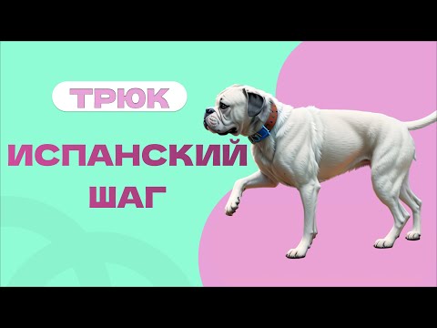 Видео: Трюк испанский шаг, поднимает лапки в ходьбе