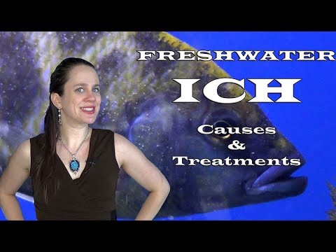 Видео: Пресноводный ихтиофтириоз: причины и лечение