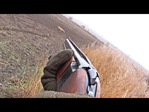 Видео: Вот это МОМЕНТ! Охота на ЛИСУ И ЗАЙЦА.