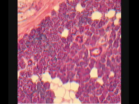 Видео: ПОДЧЕЛЮСТНАЯ ЖЕЛЕЗА. SUBMANDIBULAR GLAND. В световой микроскоп.