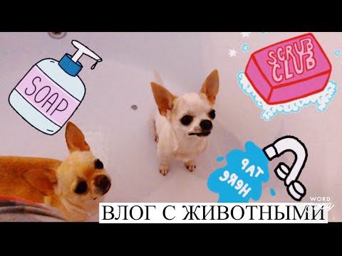 Видео: День с моими животными/ мытьё собак, кормление хомяков, покупки Корма