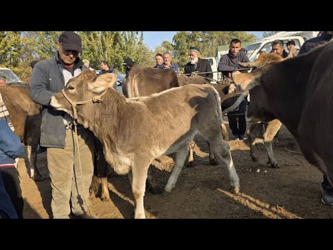 Видео: МОЛБОЗОРИ КУМСАНГИР БЕҲТАРИН МОЛБОЗОР МОЛҲОИ АРЗОН ТАМОШОИ БАРҲАВО ДӮСТОН 