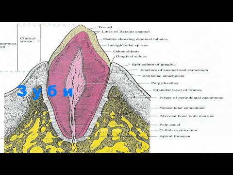 Видео: Лекція  - Зуб