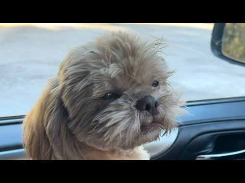 Видео: В субботу Визит к ветеринару для Вуди