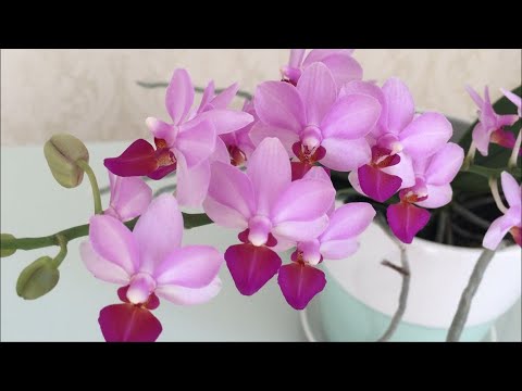 Видео: Сломала цветонос у орхидеи ... несколько примеров ...)