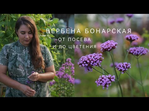 Видео: ВЕРБЕНА БОНАРСКАЯ ОТ ПОСЕВА И ДО ЦВЕТЕНИЯ