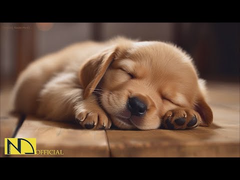 Видео: 20 часов успокаивающей музыки для сна + океанские звуки Music музыка для снятия стресса