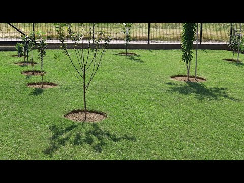 Видео: Правильный уход за газоном летом – всегда зеленый и здоровый газон!