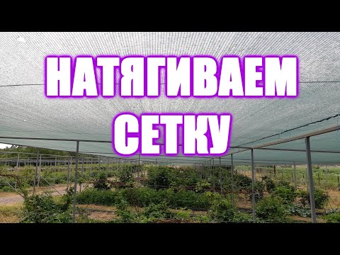 Видео: Натягиваем притеняющую сетку над ежевикой и малиной