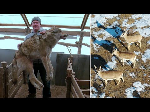 Видео: Всё-таки мы их нашли!!! Волк!!!Джейран!!!Ночёвка в палатке в-20 на снегу! Супер автономка! 1часть.