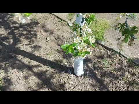 Видео: Формиране на лидерна корона на силнорастящи дървета!!!