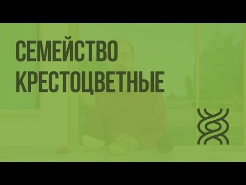 Видео: Семейство Крестоцветные. Видеоурок по биологии 6 класс