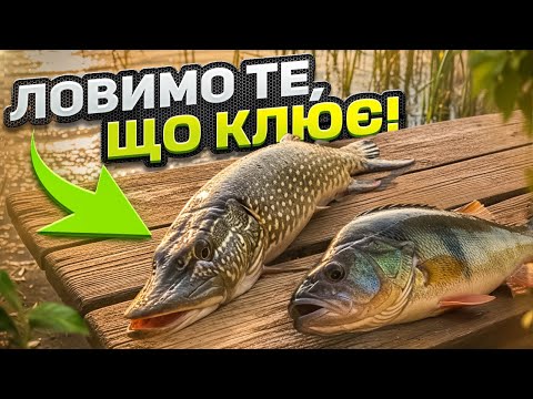 Видео: Щука клює! Я зміг зловити рибу в цьому озері!