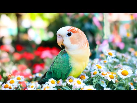 Видео: Эмоциональное исцеление через музыку 🌿 Расслабьтесь под успокаивающие мелодии для ума и тела под ...