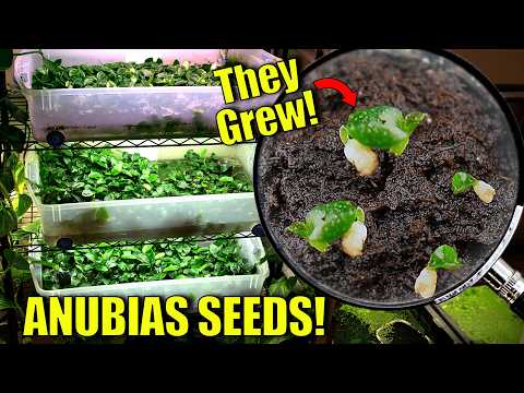 Видео: ЛУЧШИЙ способ выращивания анубиасов из семян: что действительно работает, а что нет!