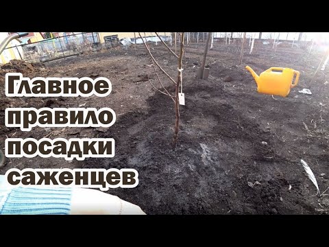Видео: Правильное расположение корневой шейки при посадке садовых деревьев