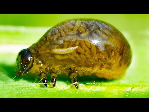 Видео: Самые Странные и Жуткие Насекомые. С ними Лучше не Встречаться!