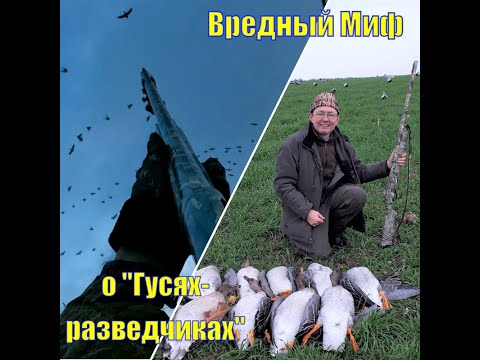 Видео: Вредный миф о "Гусях-разведчиках". Разоблачение укоренившихся стереотипов на гусиной охоте!