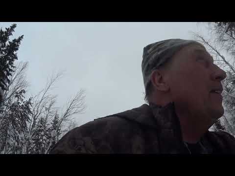 Видео: Снимаю капаны,есть куница под конец сезона.