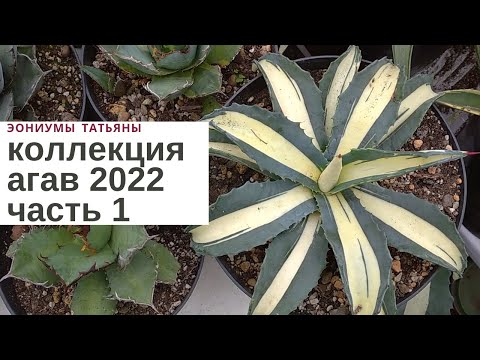 Видео: Обзор коллекции агав 2022.  Часть 1