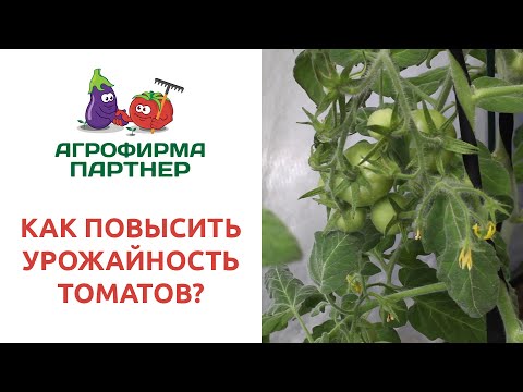 Видео: КАК ПОВЫСИТЬ УРОЖАЙНОСТЬ ТОМАТОВ?