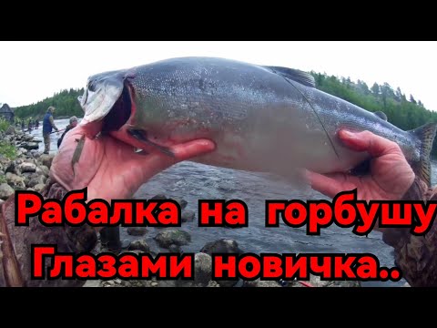 Видео: #ГОРБУША 2023#НАЧАЛО ИЮЛЯ #УМБА #РЫБАЛКА ГЛАЗАМИ НОВИЧКА #РЫБАЛКА НА СЕВЕРЕ #
