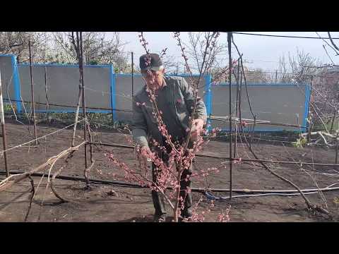 Видео: Обрезка молодых персиков во время цветения.