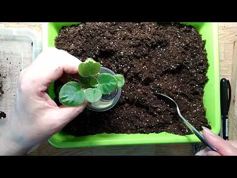 Видео: Пересадка деток фиалок от листа .#фиалки