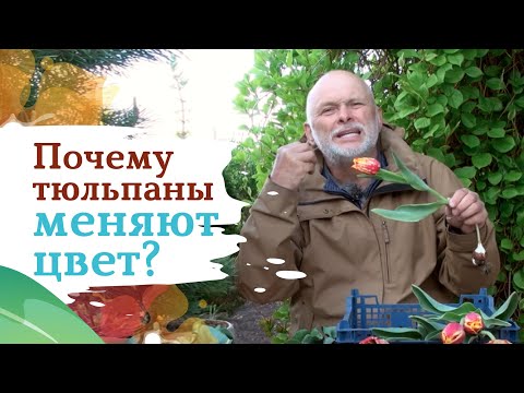 Видео: Опасный вирус пестролепестности на тюльпанах. Как бороться?
