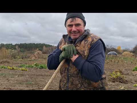 Видео: Саджаємо цибулю на зиму. А ще часник