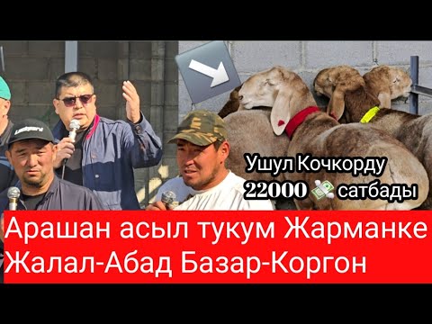 Видео: Арашан асыл тукум Ярмарка Жарманке  Жалал-Абад Базар-Коргон 