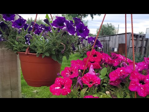 Видео: Готовлю вкусняшки 😋 Кое как НАШЛА цветы...Деревенский влог