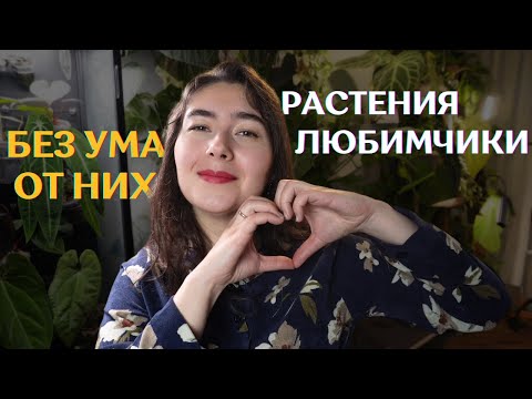 Видео: РАСТЕНИЯ-ФАВОРИТЫ из моей коллекции | Февраль 2024