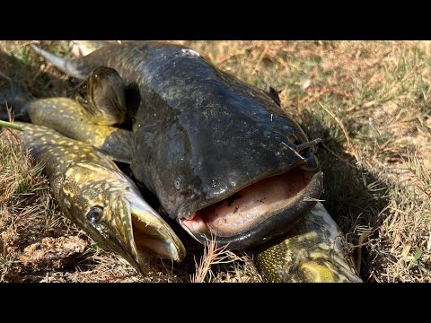 Видео: Красивые Моменты С Подводной Охоты 2024