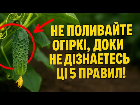 Видео: Не поливайте огірки, доки не дізнаєтесь ЦІ 5 правил! Ваш урожай у небезпеці 💧