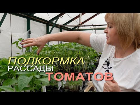 Видео: Обязательно сделайте ПОДКОРМКУ РАССАДЫ томатов! Советы от ЗЕЛЕНОГО ОГОРОДА!