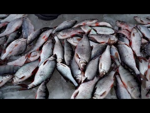 Видео: ХОД рыбы на малых реках. Ловля на Безмотылку/Безнасадку и на НЫТЬЕ! С чего начать?!