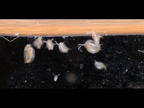 Видео: Совет по выращиванию дафний во вторник