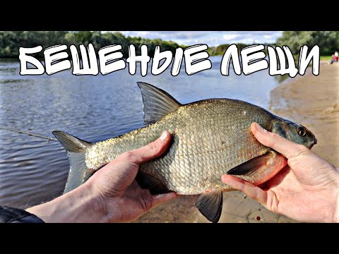 Видео: СОЖ НАЧАЛ РАЗДАВАТЬ ЛЕЩА. ПОКЛЁВКИ КРУПНЫМ ПЛАНОМ. РЫБАЛКА В ИЮНЕ. РЫБАЛКА НА ФИДЕР.