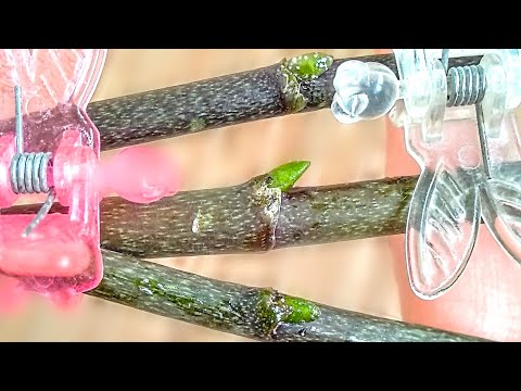 Видео: РАЗМНОЖЕНИЕ орхидеи ЧЕРЕНКАМИ В ВОДЕ ЧАСТЬ #3