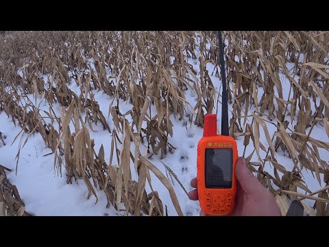 Видео: Охота на кабана в кукурузе с лайками. Нарвались на большое стадо. Boar hunting with huskies.